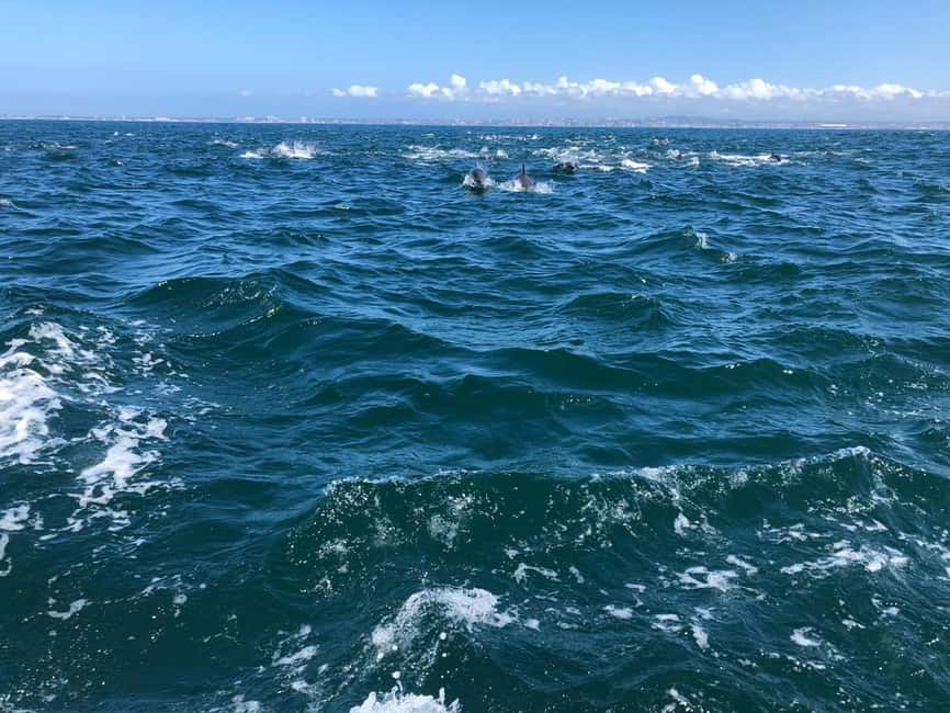 Lisbon: Ocean Safari with Marine Biologists - Lisbon Bay ecology: cliffs, an old lighthouse, and the estuary meeting the ocean