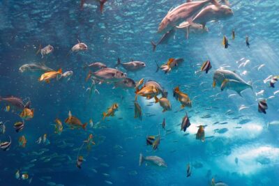 Lisbon Oceanarium and Belém and Modern Lisbon bus Hop On Hop Off Tours 48h - How to use the 48-hour hop-on hop-off bus pass without wasting time