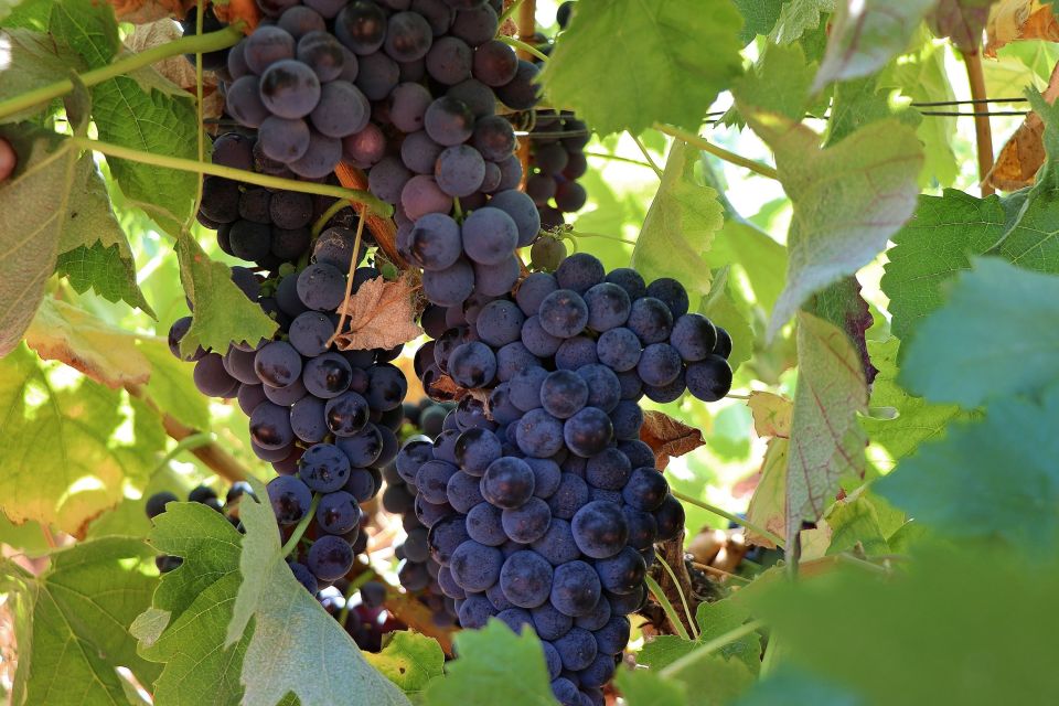 Lisbon Private Setúbal Region Wine Tasting Tour - What You Might See Beyond Fonseca: Mother House and Family Wineries