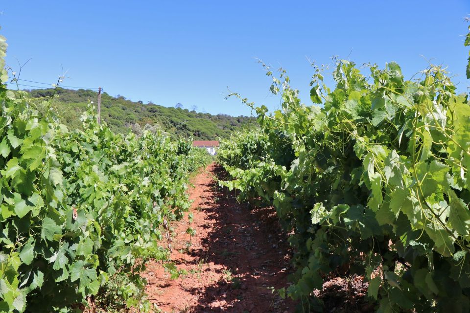 Lisbon Private Setúbal Region Wine Tasting Tour - Food Pairings That Don’t Feel Like an Afterthought