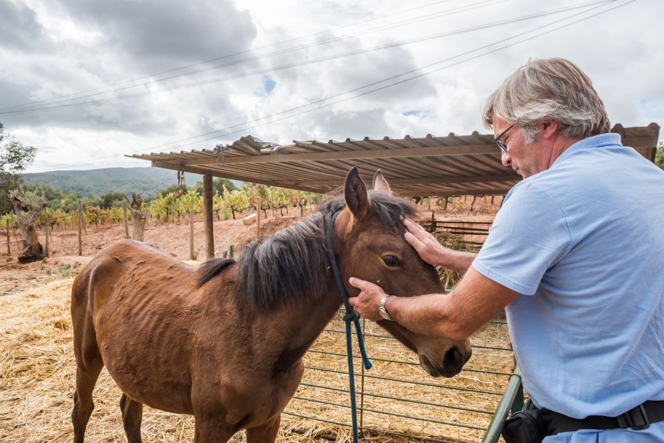 Lisbon Private Setúbal Region Wine Tasting Tour - Private Pickup, Air-Conditioned Comfort, and a Day That Runs on Time