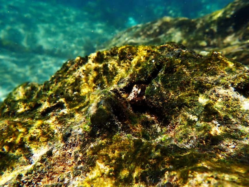 Lisbon: Snorkeling experience in Marine Reserve with photos - Price and Value: Is $53 a Good Deal for Lisbon?