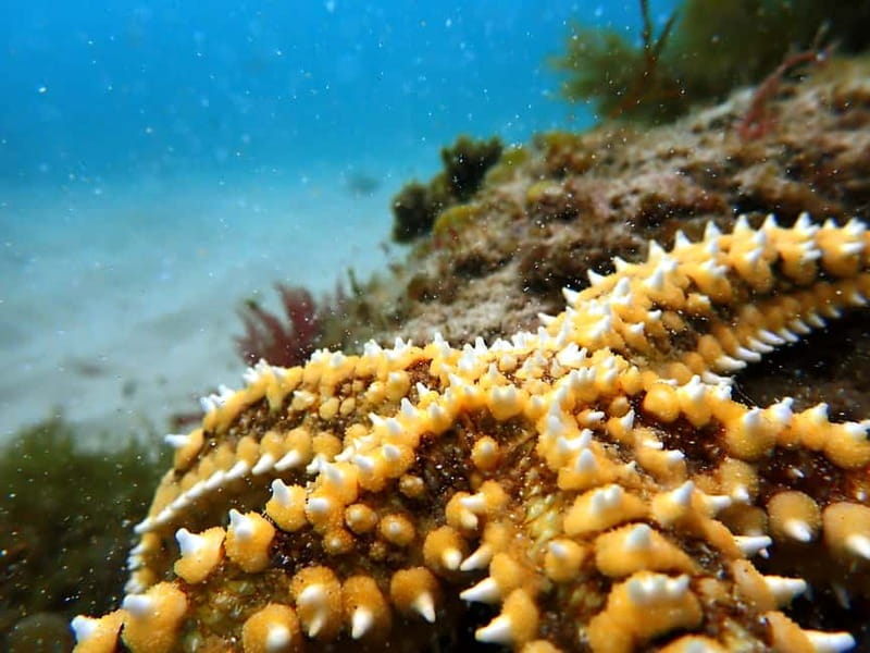 Lisbon: Snorkeling experience in Marine Reserve with photos - Arrábida Natural Park From the Water: Views That Don’t Feel Staged