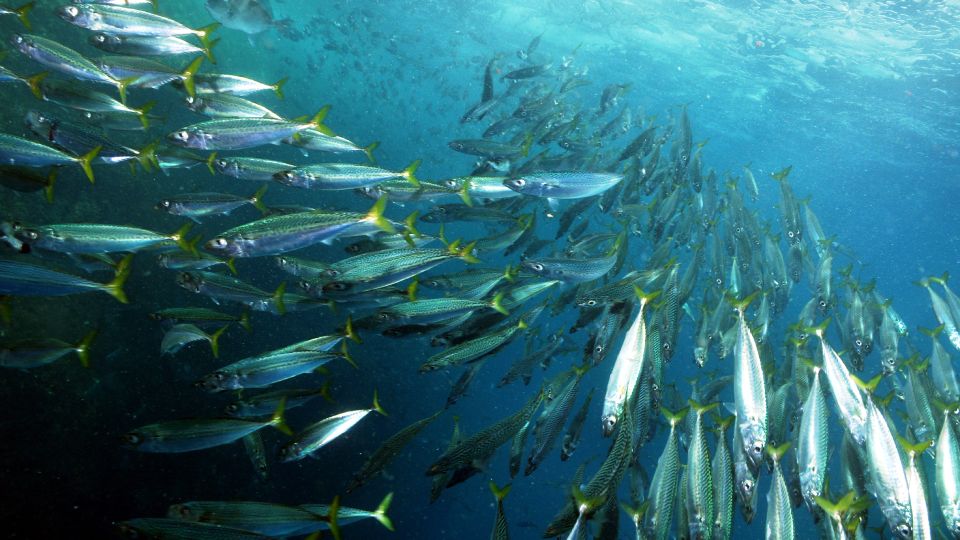 Lisbon: Snorkelling in Sesimbra/Arrábida Natural Park - Key highlights to know before you go