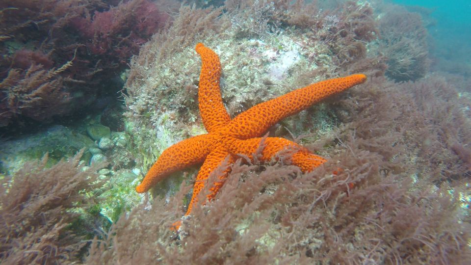 Lisbon: Snorkelling in Sesimbra/Arrábida Natural Park - What you might see underwater (and how to spot it better)