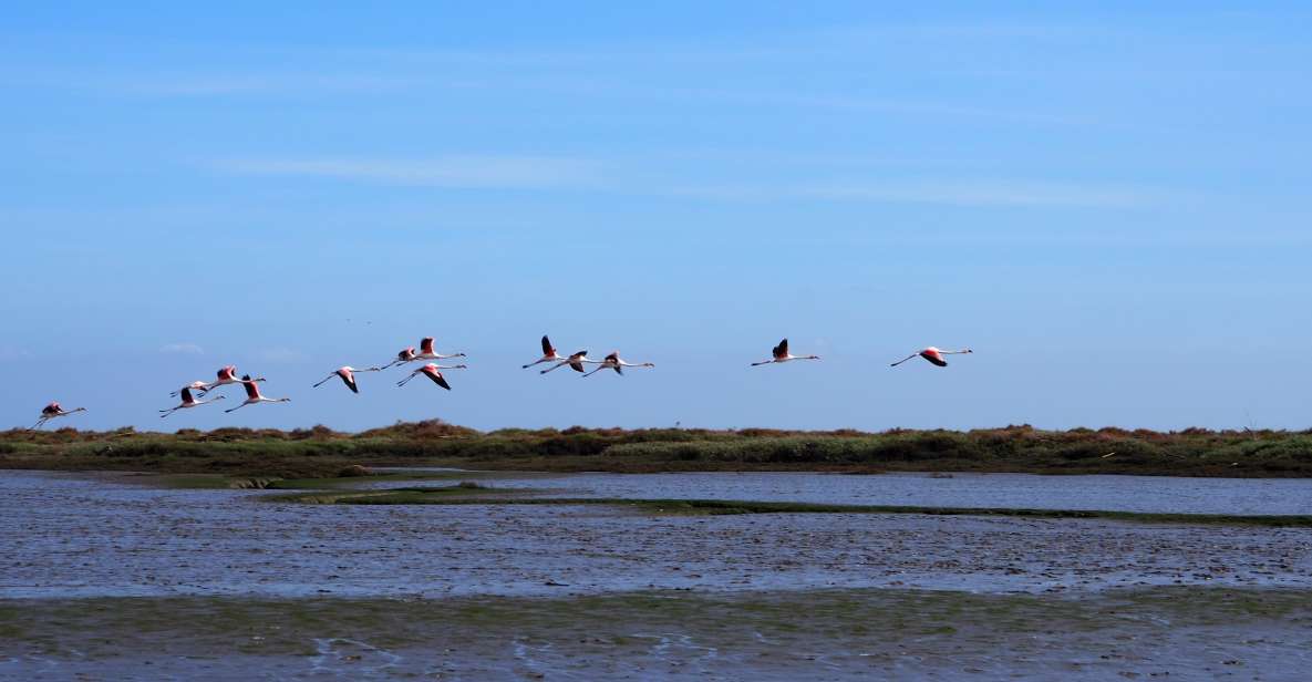 Lisbon: Tagus Estuary Nature Reserve Birdwatching Boat Tour - Marina Parque das Nações: where modern Lisbon meets wild water