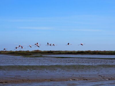 Lisbon: Tagus Estuary Nature Reserve Birdwatching Boat Tour - Meeting at Onda Luso-Americana and getting set up without fuss