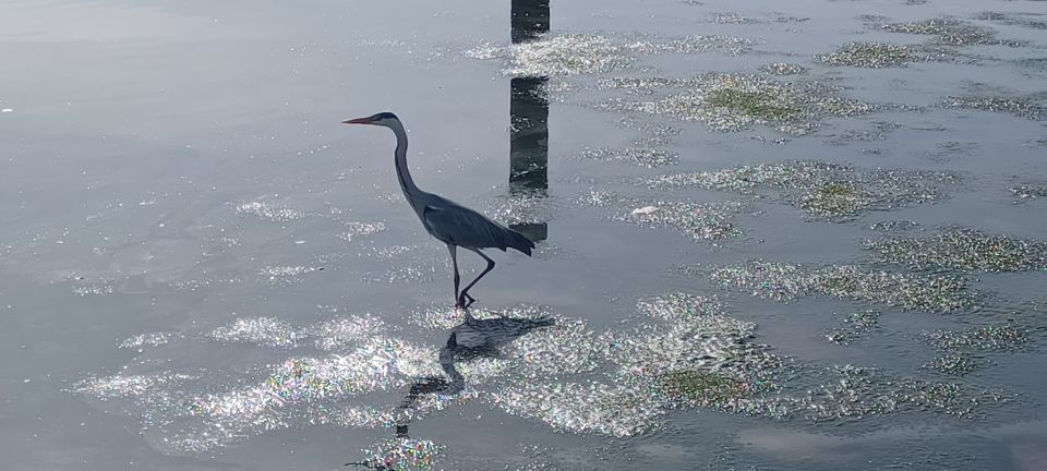 Lisbon: Tagus Estuary Nature Reserve Birdwatching Boat Tour - Tagus Estuary Nature Reserve: the main event for birds and mudflats