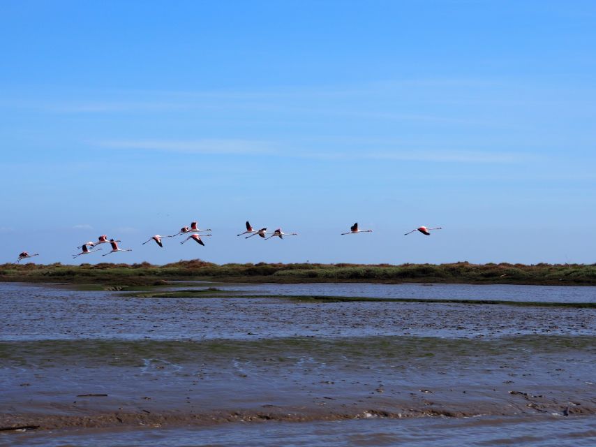 Lisbon: Tagus Estuary Nature Reserve Birdwatching Boat Tour - Meeting at Onda Luso-Americana and getting set up without fuss