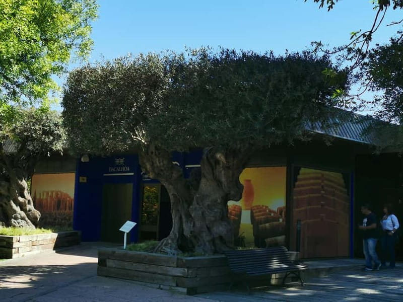 Lisbon to Wine Tasting Setubal, Two Cellars, Half Day Tour - Key highlights worth your attention
