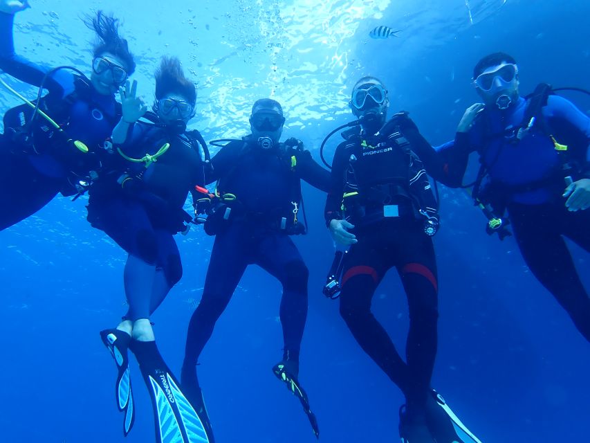 Lisbon: Try Dive in Arrábida Marine Reserve Setubal Sesimbra - What you’ll actually see: anemones, gorgónias, octopuses, and more