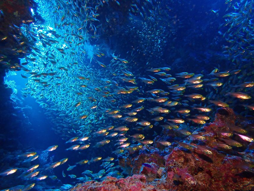 Lisbon: Try Dive in Arrábida Marine Reserve Setubal Sesimbra - Who should (and shouldn’t) do this first underwater trial