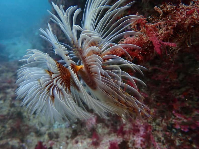 Lisbon: Try Scuba Diving in Arrábida Marine Reserve w/photos - How the 3-hour try-scuba session works in Sesimbra