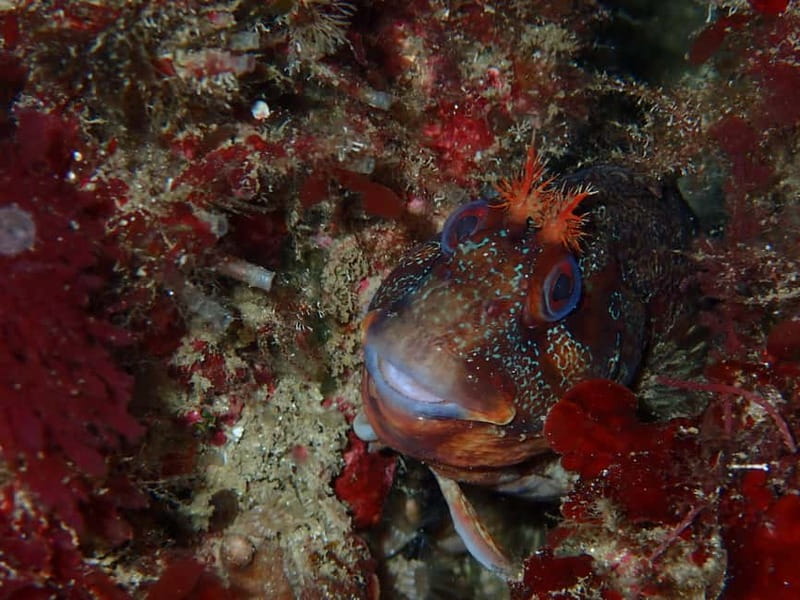 Lisbon: Try Scuba Diving in Arrábida Marine Reserve w/photos - Speedboat ride: Arrábida views while you gear up for what’s below