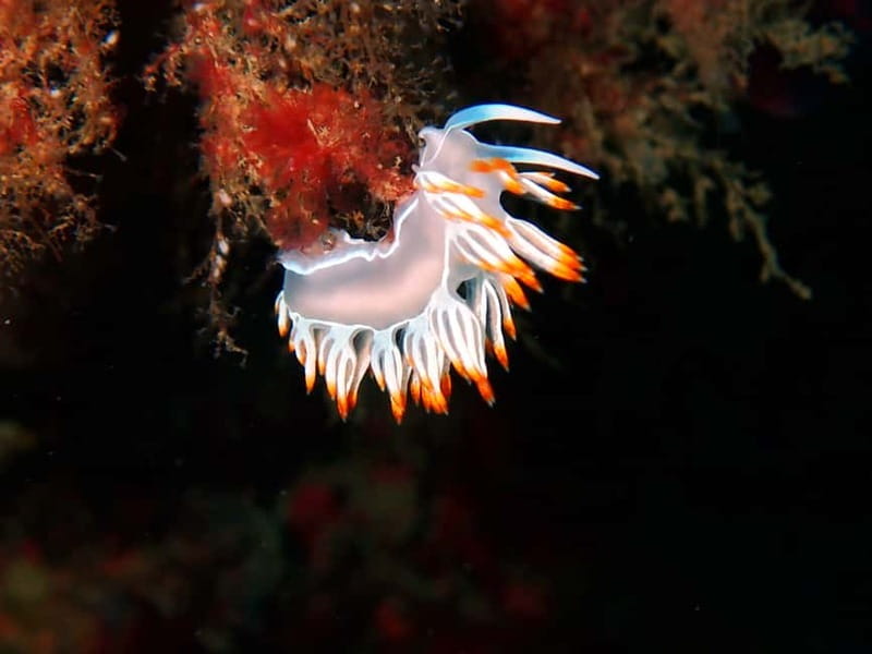 Lisbon: Try Scuba Diving in Arrábida Marine Reserve w/photos - What’s included (and what you should bring yourself)