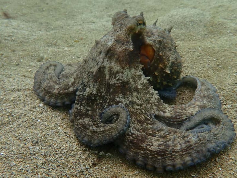 Lisbon: Try Scuba Diving in Arrábida Marine Reserve w/photos - Price and value: is $106 per person worth it?