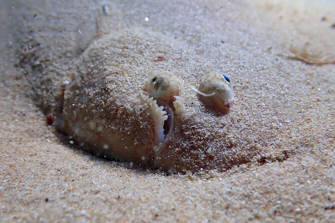 Lisbon: Try Scuba Diving in Arrabida Marine Reserve with photos - Getting from Sesimbra to the water (without stress)