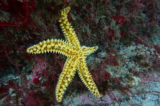 Lisbon: Try Scuba Diving in Arrabida Marine Reserve with photos - The coaching: learning skills for going down to 10 meters