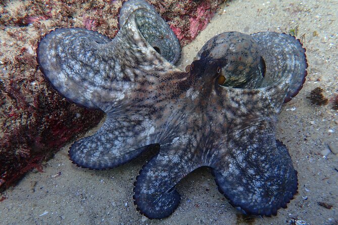 Lisbon: Try Scuba Diving in Arrabida Marine Reserve with photos - Underwater photos emailed after your session