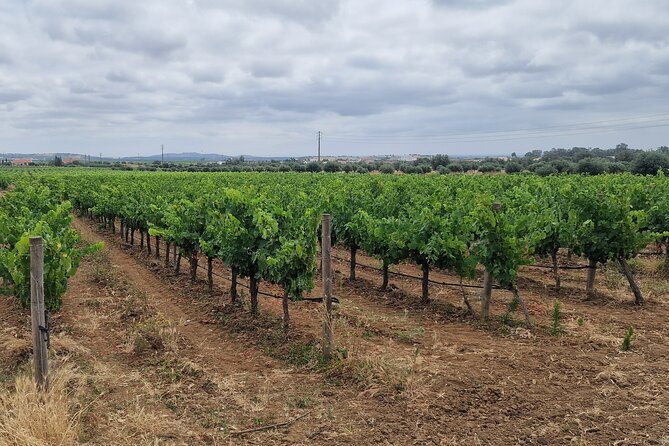 Lisbon Wine Tour: Azeitao, Setubal and Arrabida and Hotel Pickup - Lunch break in Azeitão: plan your own meal and move on