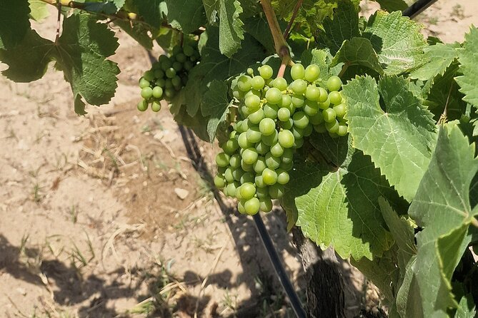 Lisbon Wine Tour: Azeitao, Setubal and Arrabida and Hotel Pickup - Sesimbra wine tasting: a second cellar, a different flavor story