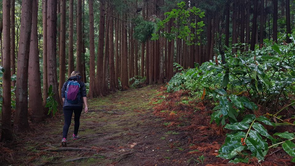 Lomba de São Pedro: Waterfall Hiking Tour with Tea Tasting - Gorreana Tea Plantation: The Factory Tour That Makes the Tea Taste Make Sense