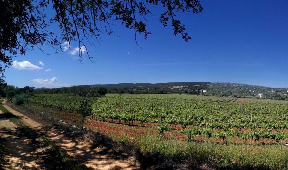 Loulé: Quinta da Tôr Winery Guided Tour and Wine Tasting - Quick hits at Quinta da Tôr in Loulé