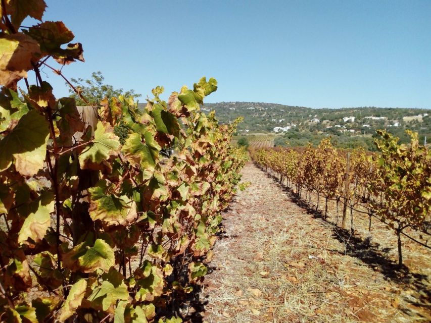 Loulé: Quinta da Tôr Winery Guided Tour and Wine Tasting - Price and value: what $21 really buys you