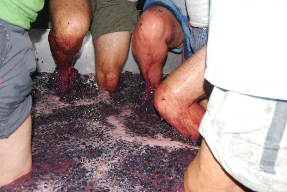Loulé: Quinta da Tôr Winery Guided Tour and Wine Tasting - The Algarve grape mix: Touriga Nacional, Arinto, and friends