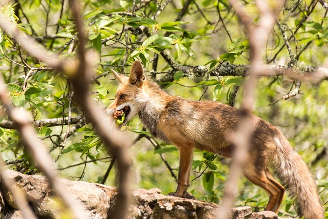 Lousa Mountain Private Tour - Stop 1: Veado Verde (Green Deer) for wildlife and forest walks