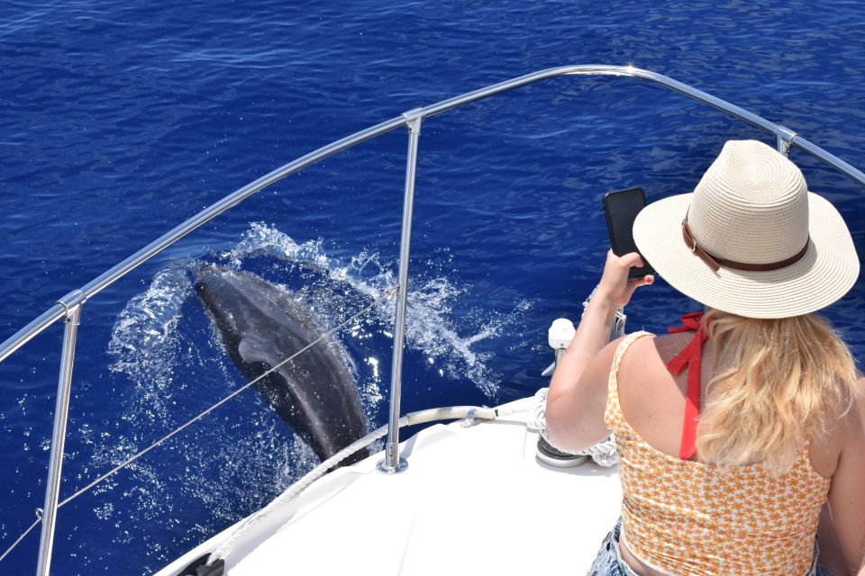 Madeira: 2.5-Hour Whale and Dolphin-Watching Cruise - What to pack and what to skip