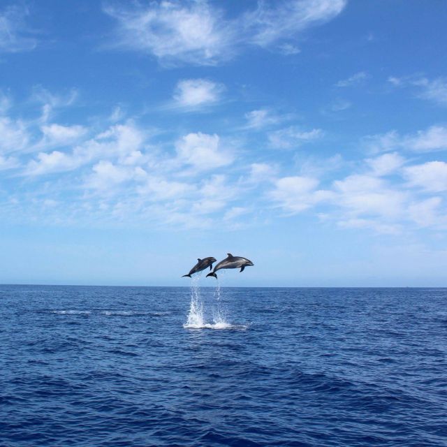 Madeira: 2.5-Hour Whale and Dolphin-Watching Cruise - Calheta’s coast is built for whale and dolphin sightings