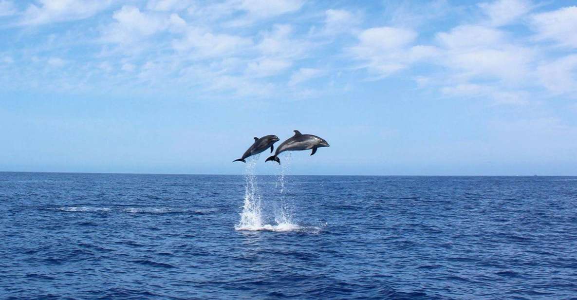Madeira: 2.5-Hour Whale and Dolphin-Watching Cruise - Meeting at On Tales: fast briefing, smooth start