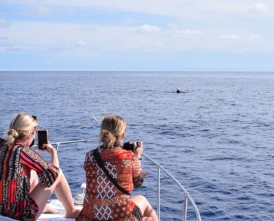 Madeira: 2.5-Hour Whale and Dolphin-Watching Cruise - A comfy yacht with actual places to sit and cool off