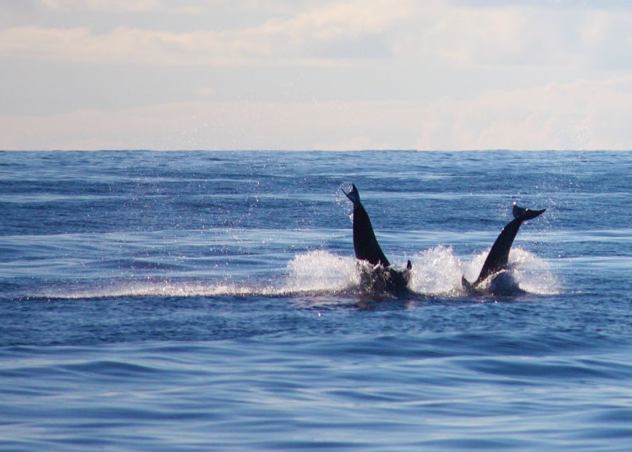 Madeira: 2.5-Hour Whale and Dolphin-Watching Cruise - How the crew finds marine life without chasing it