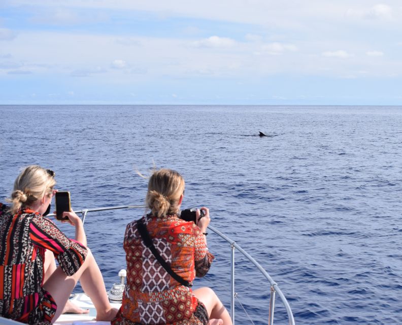 Madeira: 2.5-Hour Whale and Dolphin-Watching Cruise - A comfy yacht with actual places to sit and cool off