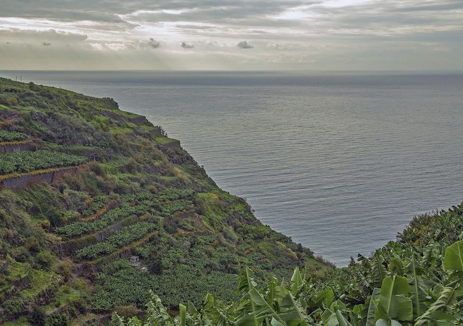 Madeira: Amazing West - Porto Moniz - Fanal Forest walk: when the mist does the talking