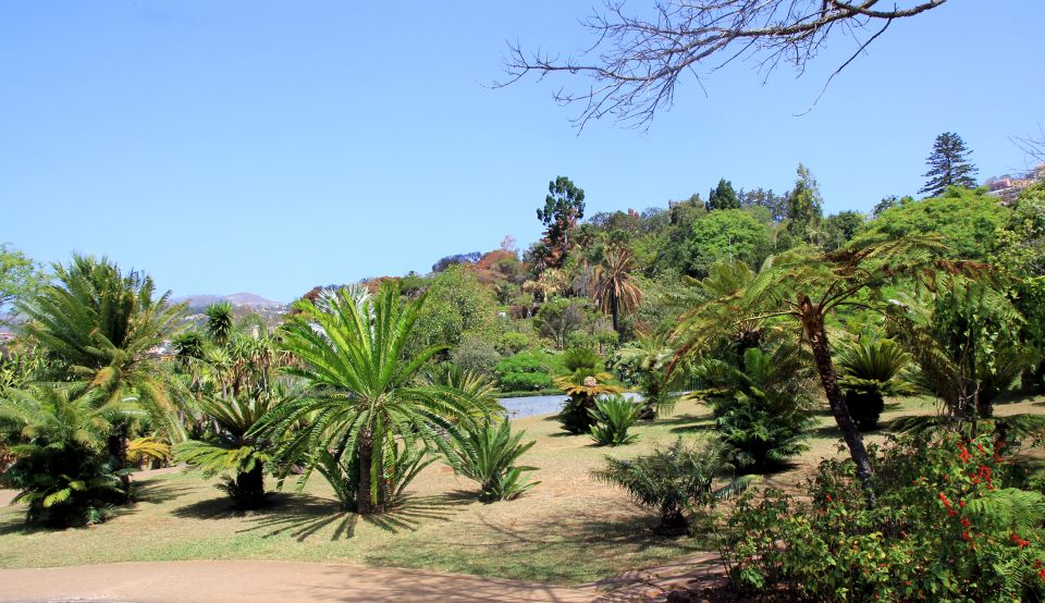 Madeira: Botanical Garden in a Tuk-Tuk Tour - Key things that make this tuk-tuk tour worth your time