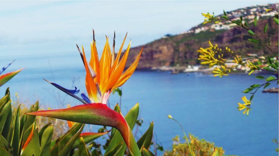 Madeira: Cabo Girao, Jeep Tour Adventure and Wine Tasting - Jardim da Serra Off-Road: Cherry Country Gets Real