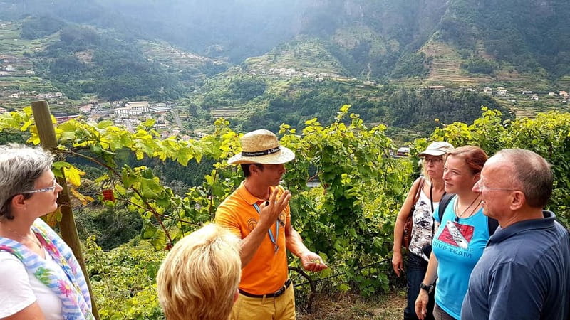 Madeira: Cabo Girão, Wines Experience and Dolphins Watching - Catamaran Dolphin Watching: 3 Hours Along the South Coast
