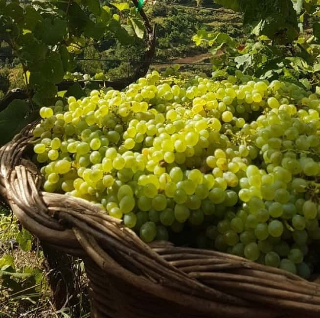 Madeira: Cabo Girão, Wines Experience and Dolphins Watching - Price and Logistics: Is $128 Good Value for This Day?
