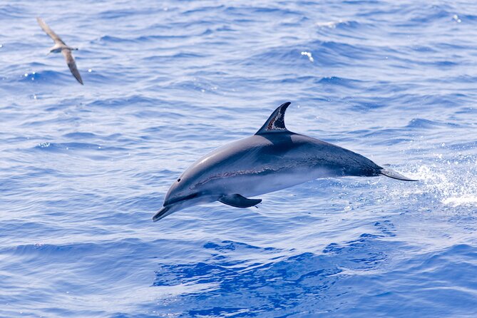 Madeira Dolphin & Whale Watching Tour - Setting Off From Cais 8 in Funchal