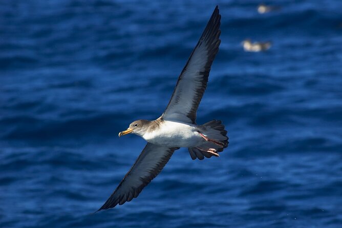 Madeira Dolphin & Whale Watching Tour - Wildlife Search: How Dolphins and Whales Show Up
