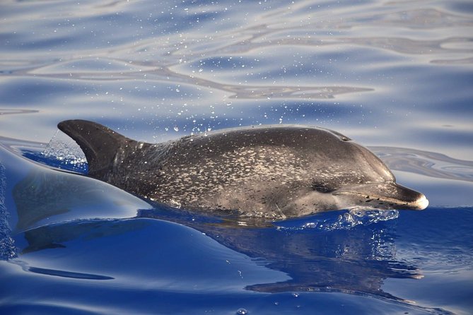 Madeira Dolphin & Whale Watching Tour - What to Bring and What to Wear (So You’re Comfortable)