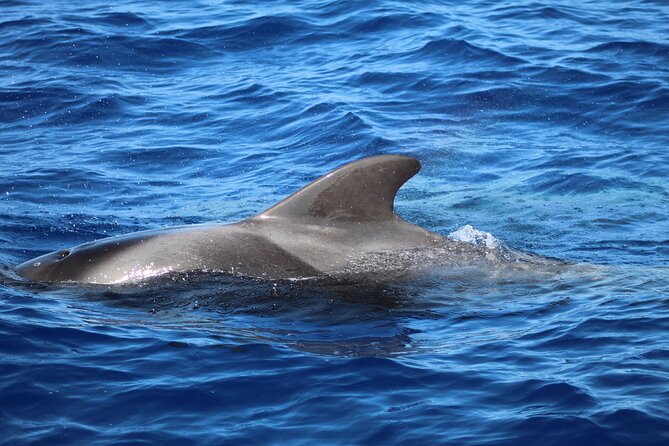 Madeira Dolphin & Whale Watching Tour - Who This Tour Fits Best in Madeira