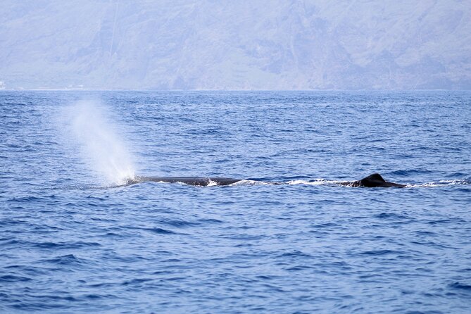 Madeira Dolphin & Whale Watching Tour - Price and Value: What $58.05 Buys You