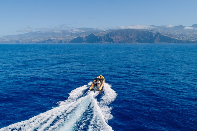 Madeira Dolphin & Whale Watching Tour - Cruising the Coast in a RIB: Views You Can Actually Feel