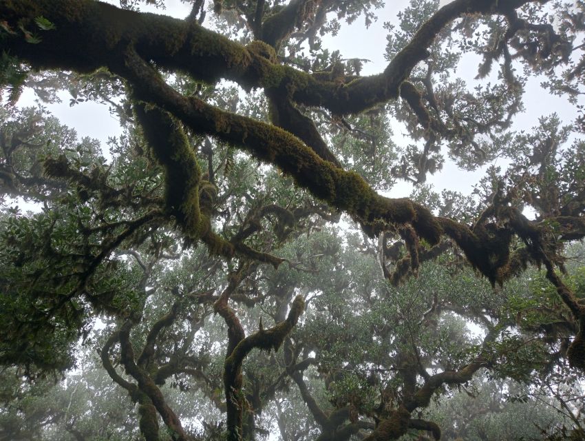 Madeira: Fanal Forest Guided Hiking Tour - Key Highlights You’ll Care About