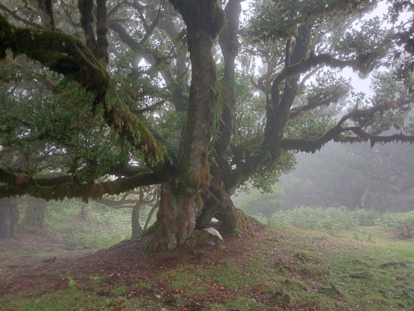 Madeira: Fanal Forest Guided Hiking Tour - Mist, Nebel, and That Mystical Feeling in the Trees