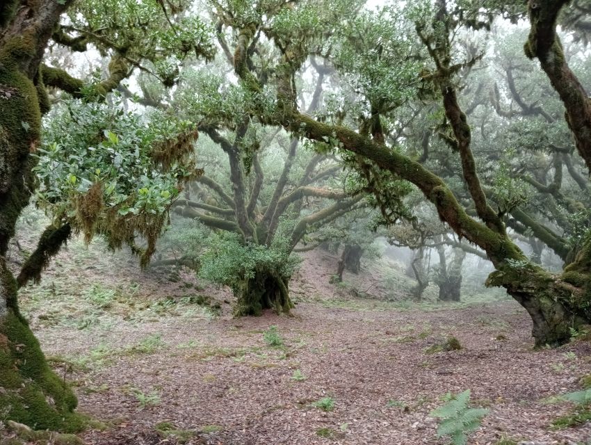 Madeira: Fanal Forest Guided Hiking Tour - A Pause That Turns Into a Photo Moment: Passing Under a Rock